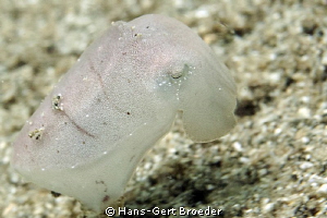 Sephia Cuttlefish
 by Hans-Gert Broeder 